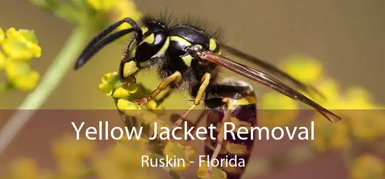 Yellow Jacket Removal Ruskin - Florida