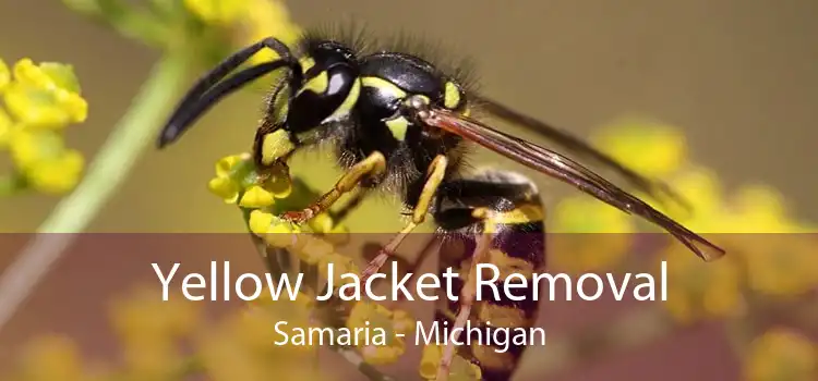 Yellow Jacket Removal Samaria - Michigan
