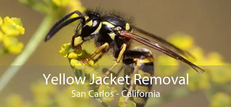 Yellow Jacket Removal San Carlos - California