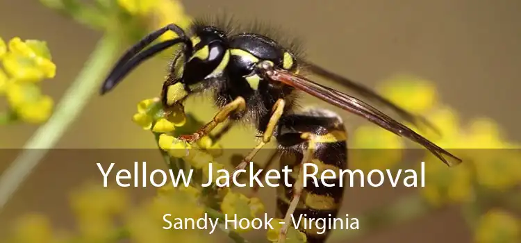 Yellow Jacket Removal Sandy Hook - Virginia