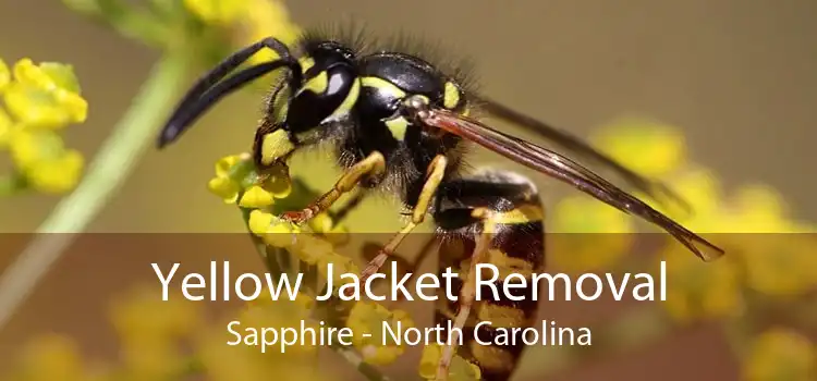 Yellow Jacket Removal Sapphire - North Carolina