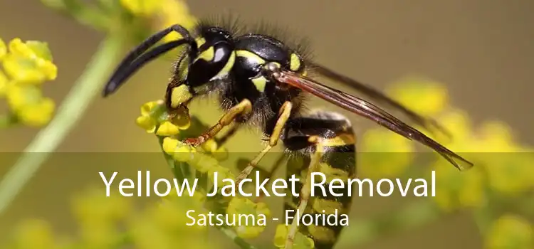 Yellow Jacket Removal Satsuma - Florida