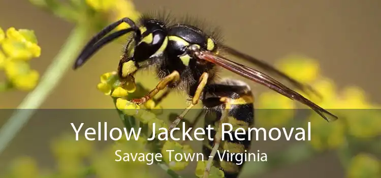Yellow Jacket Removal Savage Town - Virginia