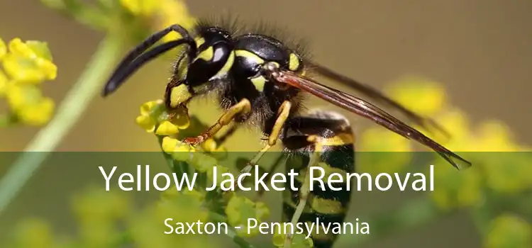 Yellow Jacket Removal Saxton - Pennsylvania