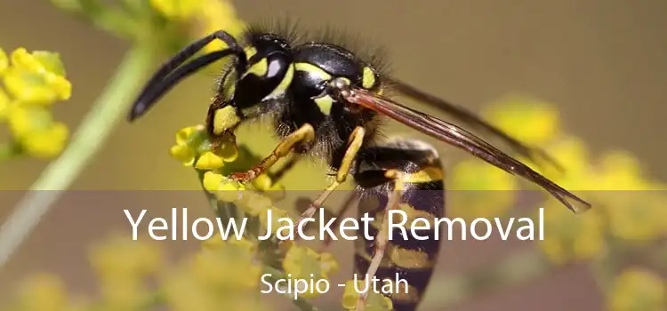 Yellow Jacket Removal Scipio - Utah