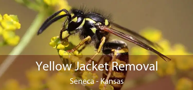 Yellow Jacket Removal Seneca - Kansas