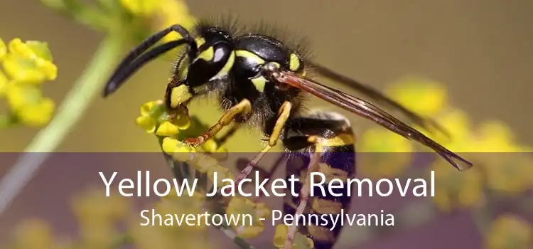 Yellow Jacket Removal Shavertown - Pennsylvania