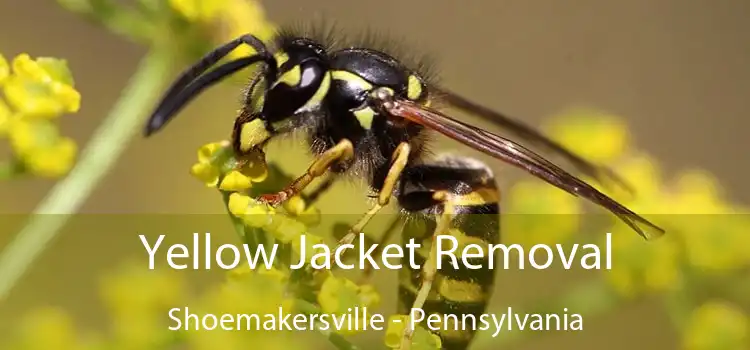Yellow Jacket Removal Shoemakersville - Pennsylvania