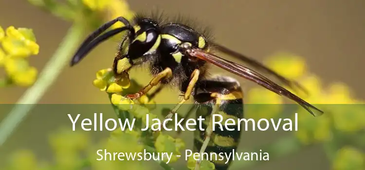 Yellow Jacket Removal Shrewsbury - Pennsylvania