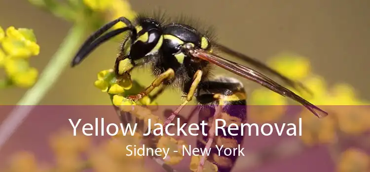 Yellow Jacket Removal Sidney - New York