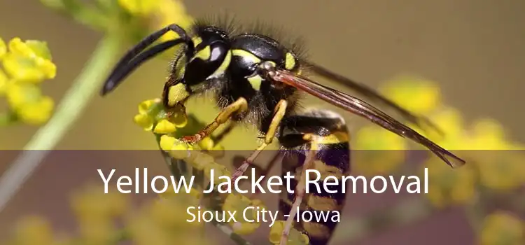 Yellow Jacket Removal Sioux City - Iowa