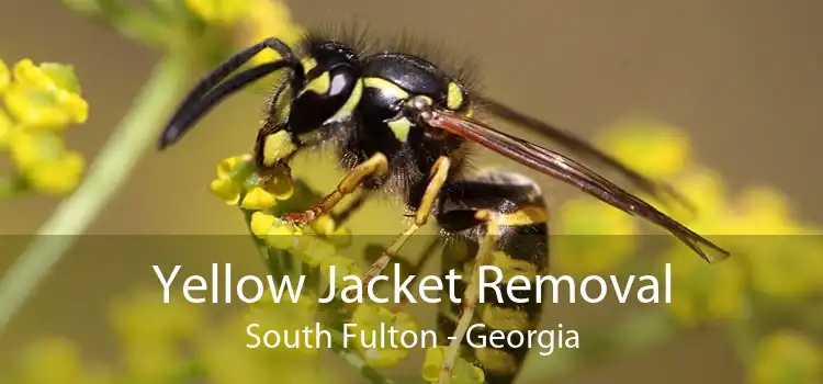 Yellow Jacket Removal South Fulton - Georgia