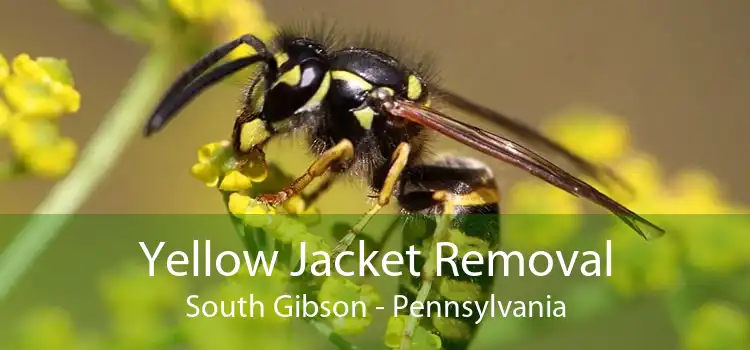 Yellow Jacket Removal South Gibson - Pennsylvania