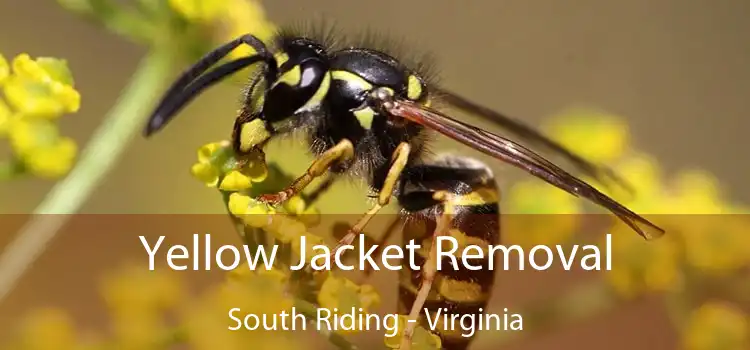 Yellow Jacket Removal South Riding - Virginia