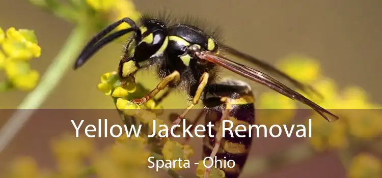 Yellow Jacket Removal Sparta - Ohio