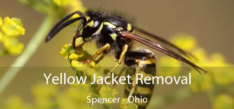 Yellow Jacket Removal Spencer - Ohio