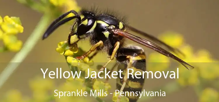 Yellow Jacket Removal Sprankle Mills - Pennsylvania