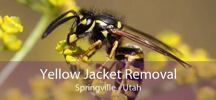 Yellow Jacket Removal Springville - Utah