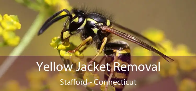 Yellow Jacket Removal Stafford - Connecticut