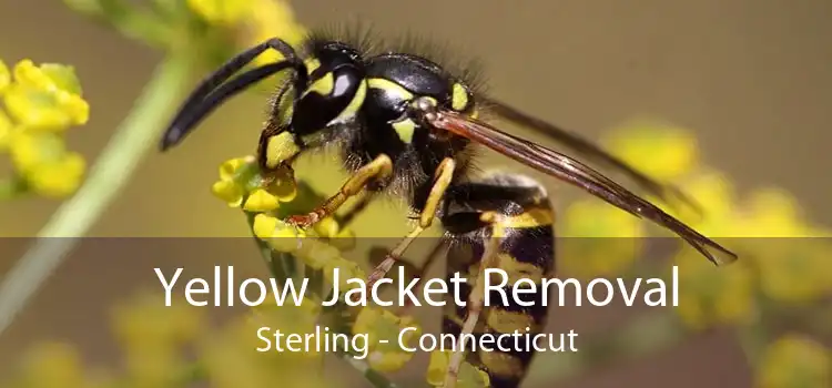 Yellow Jacket Removal Sterling - Connecticut