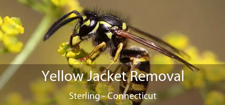 Yellow Jacket Removal Sterling - Connecticut