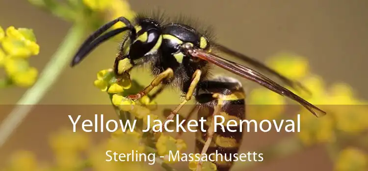 Yellow Jacket Removal Sterling - Massachusetts