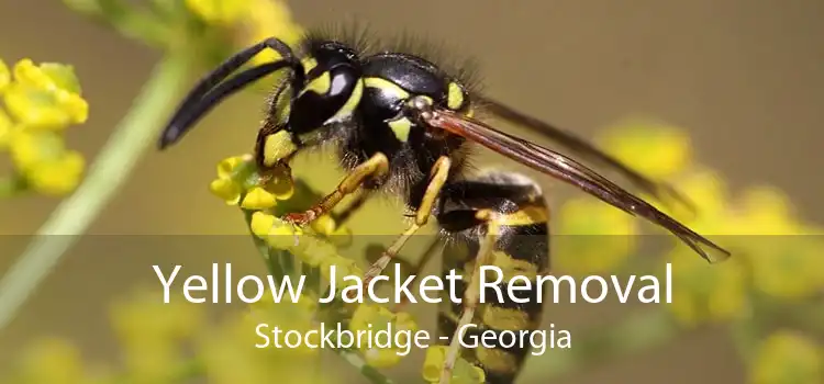 Yellow Jacket Removal Stockbridge - Georgia