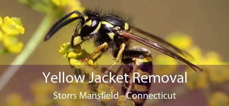 Yellow Jacket Removal Storrs Mansfield - Connecticut