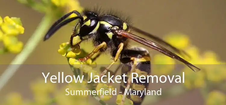 Yellow Jacket Removal Summerfield - Maryland