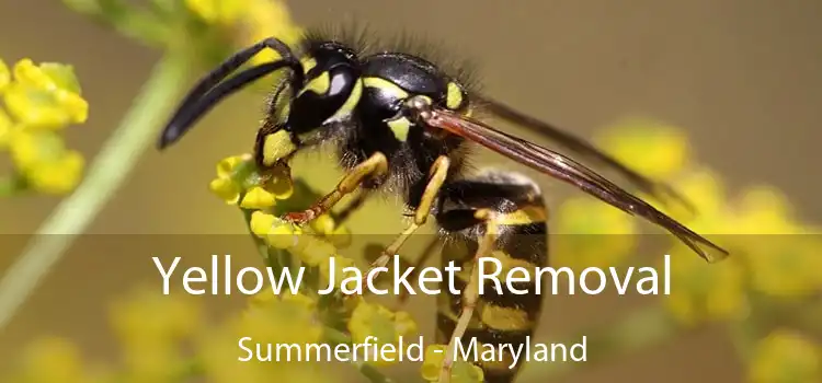 Yellow Jacket Removal Summerfield - Maryland