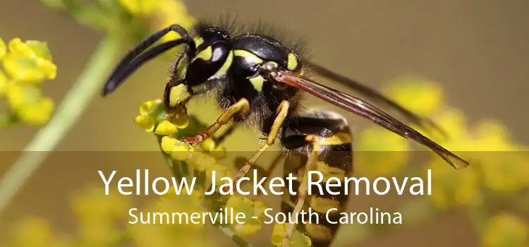 Yellow Jacket Removal Summerville - South Carolina