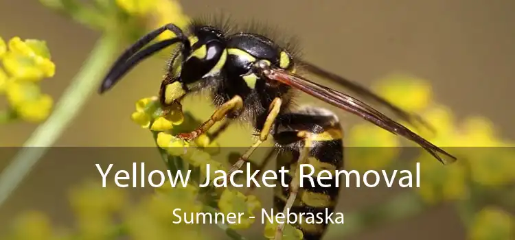 Yellow Jacket Removal Sumner - Nebraska