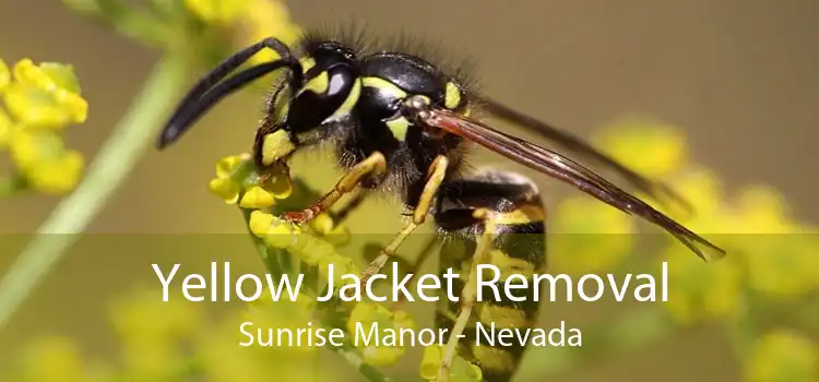 Yellow Jacket Removal Sunrise Manor - Nevada