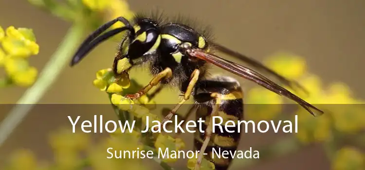 Yellow Jacket Removal Sunrise Manor - Nevada