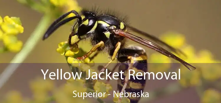 Yellow Jacket Removal Superior - Nebraska