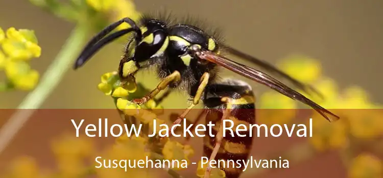 Yellow Jacket Removal Susquehanna - Pennsylvania