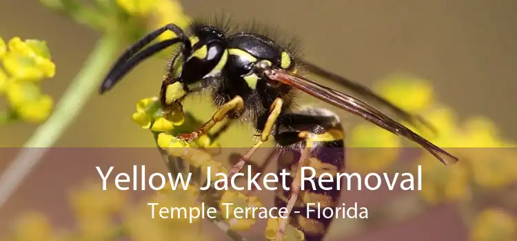 Yellow Jacket Removal Temple Terrace - Florida