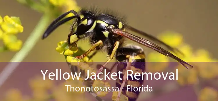 Yellow Jacket Removal Thonotosassa - Florida