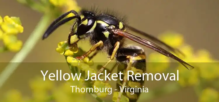 Yellow Jacket Removal Thornburg - Virginia