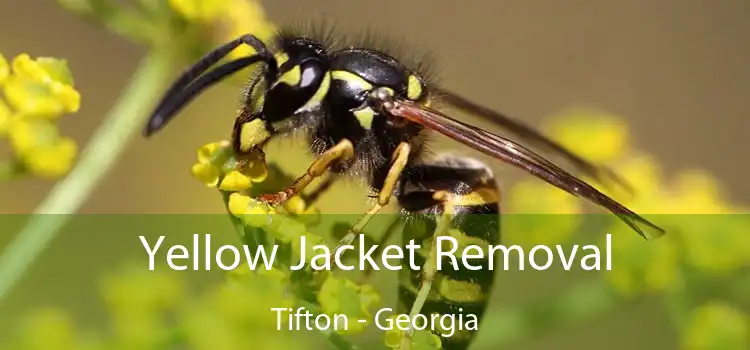 Yellow Jacket Removal Tifton - Georgia