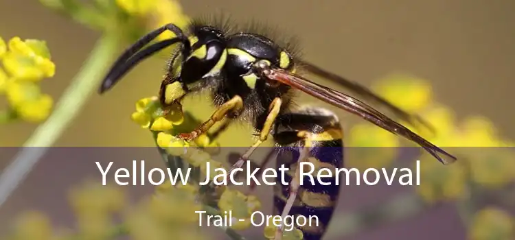 Yellow Jacket Removal Trail - Oregon
