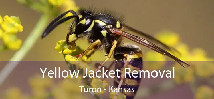 Yellow Jacket Removal Turon - Kansas