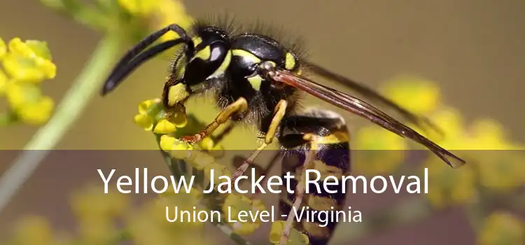 Yellow Jacket Removal Union Level - Virginia