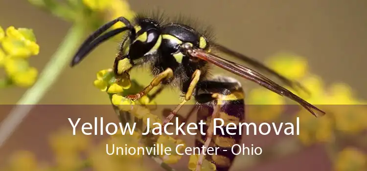 Yellow Jacket Removal Unionville Center - Ohio