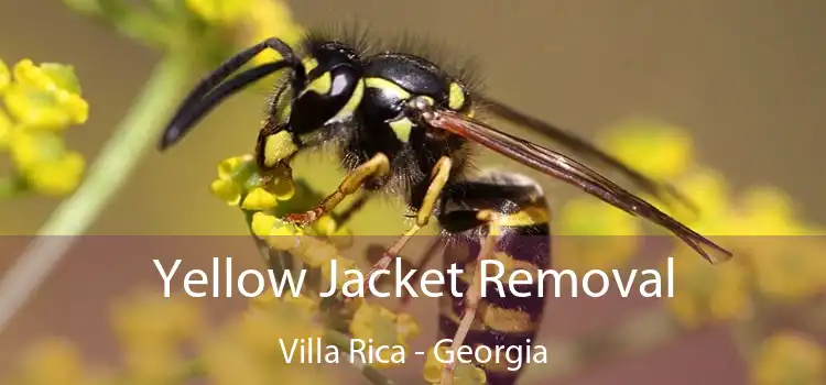 Yellow Jacket Removal Villa Rica - Georgia