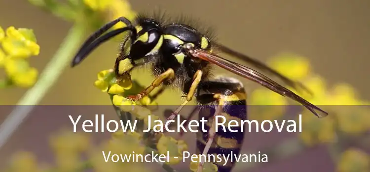 Yellow Jacket Removal Vowinckel - Pennsylvania