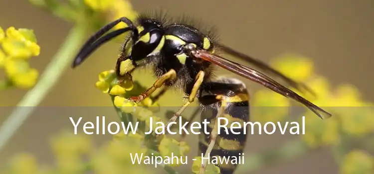 Yellow Jacket Removal Waipahu - Hawaii