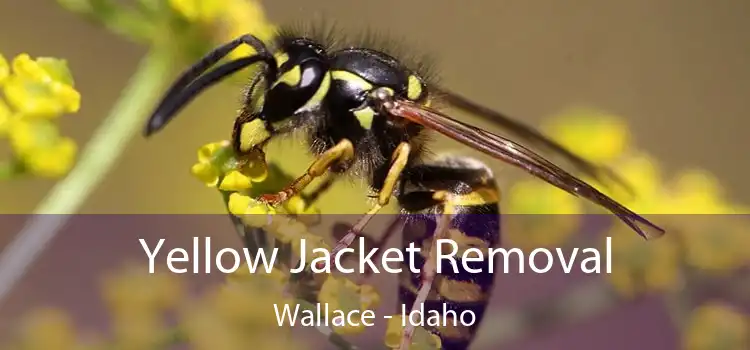 Yellow Jacket Removal Wallace - Idaho