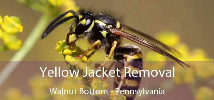 Yellow Jacket Removal Walnut Bottom - Pennsylvania