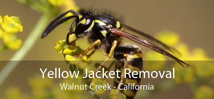 Yellow Jacket Removal Walnut Creek - California